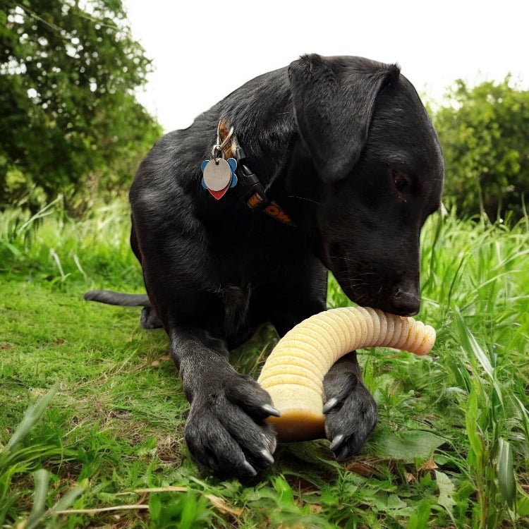 Honey Bone Dental Antler Echew Ultra Durable Nylon Dog Chew Toy - Xl