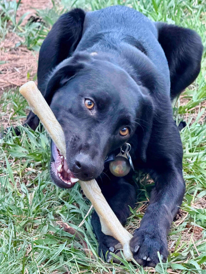 Durable Nylon Chew Stick