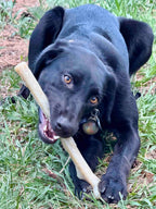 Durable Nylon Chew Stick