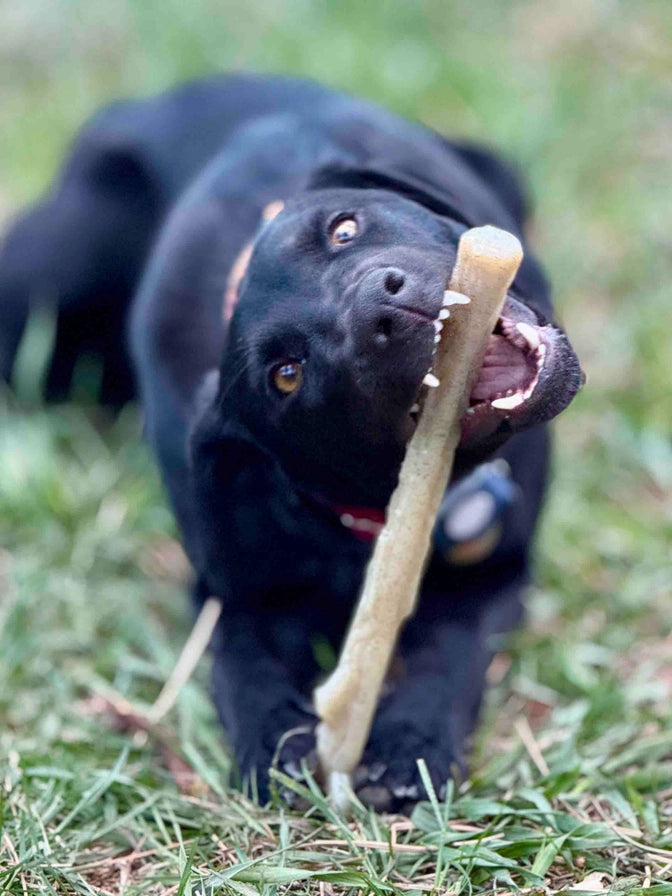 Durable Nylon Chew Stick