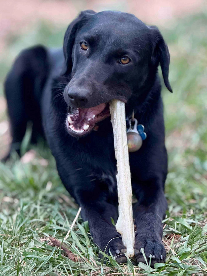 Durable Nylon Chew Stick