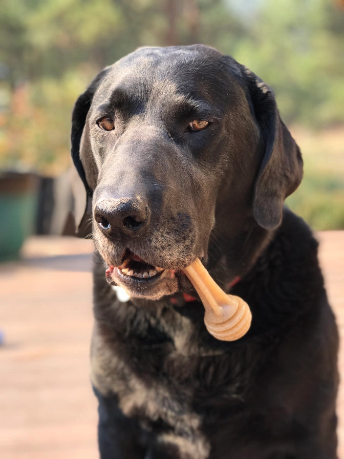 Honey Bone Nylon Chew Bone For Dogs