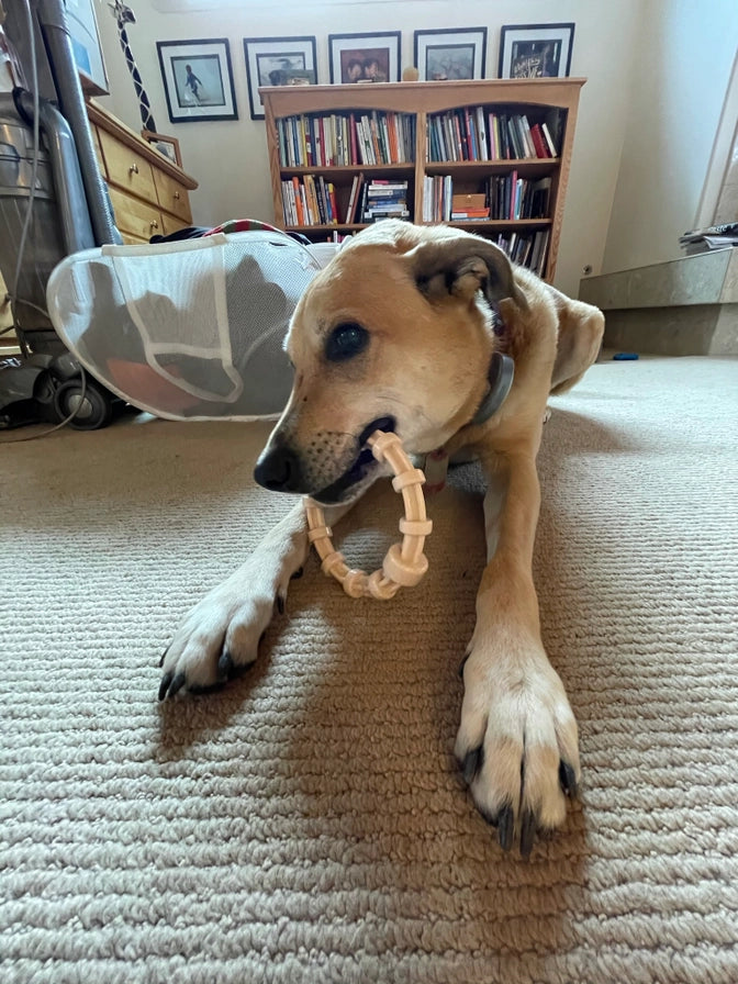 Honey Bone Chicken Flavored Teething Ring For Aggressive Chewers