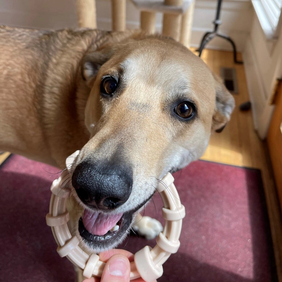 Honey Bone Chicken Flavored Teething Ring For Aggressive Chewers