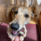 Honey Bone Chicken Flavored Teething Ring For Aggressive Chewers