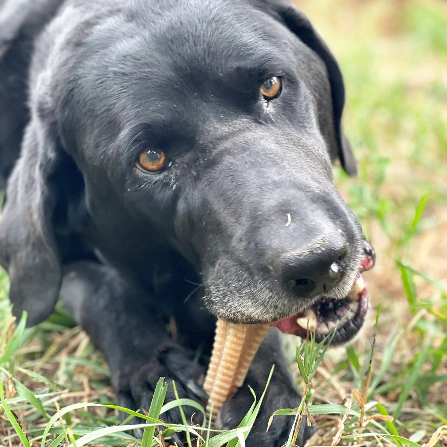 Honey Bone Dental Tower Ultra Durable Nylon Dog Chew Toy