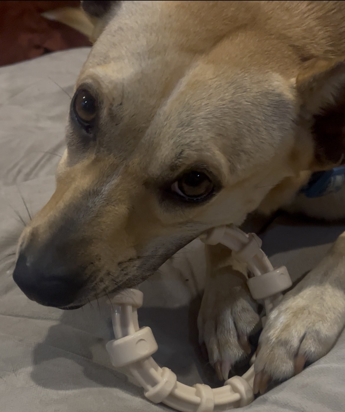 Honey Bone Chicken Flavored Teething Ring For Aggressive Chewers