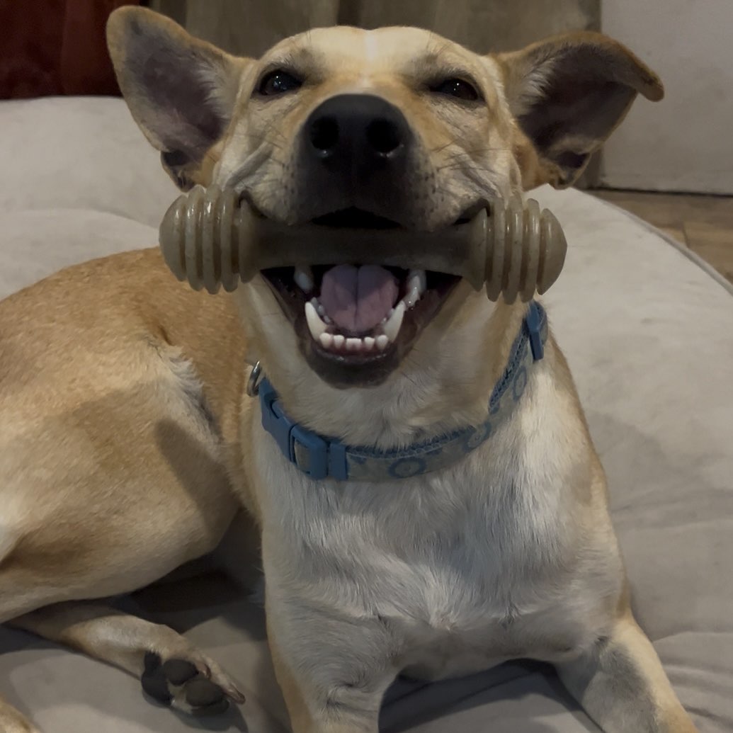 Honey Bone Nylon Chew Bone For Dogs
