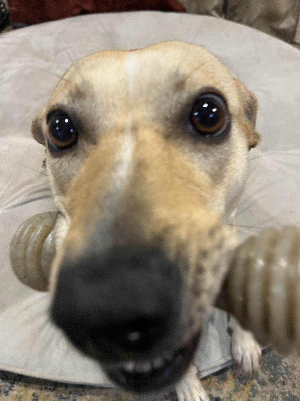 Honey Bone Nylon Chew Bone For Dogs