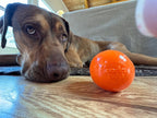 Squeak Ball Ultra Durable Pup-X Squeaking, Chewing, Floating & Retrieving Ball