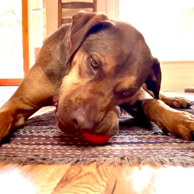 Squeak Ball Ultra Durable Pup-X Squeaking, Chewing, Floating & Retrieving Ball