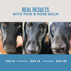 The Only Paw & Nose Balm Dogs Need