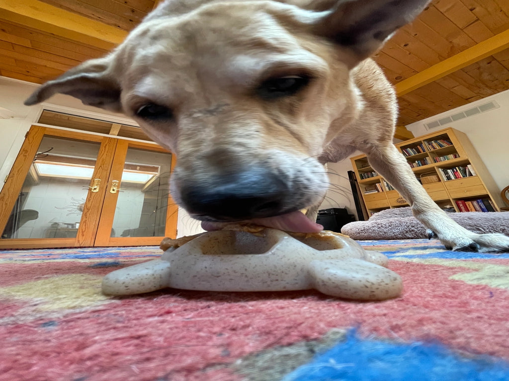 Turtle Durable Nylon Chew and Enrichment Toy