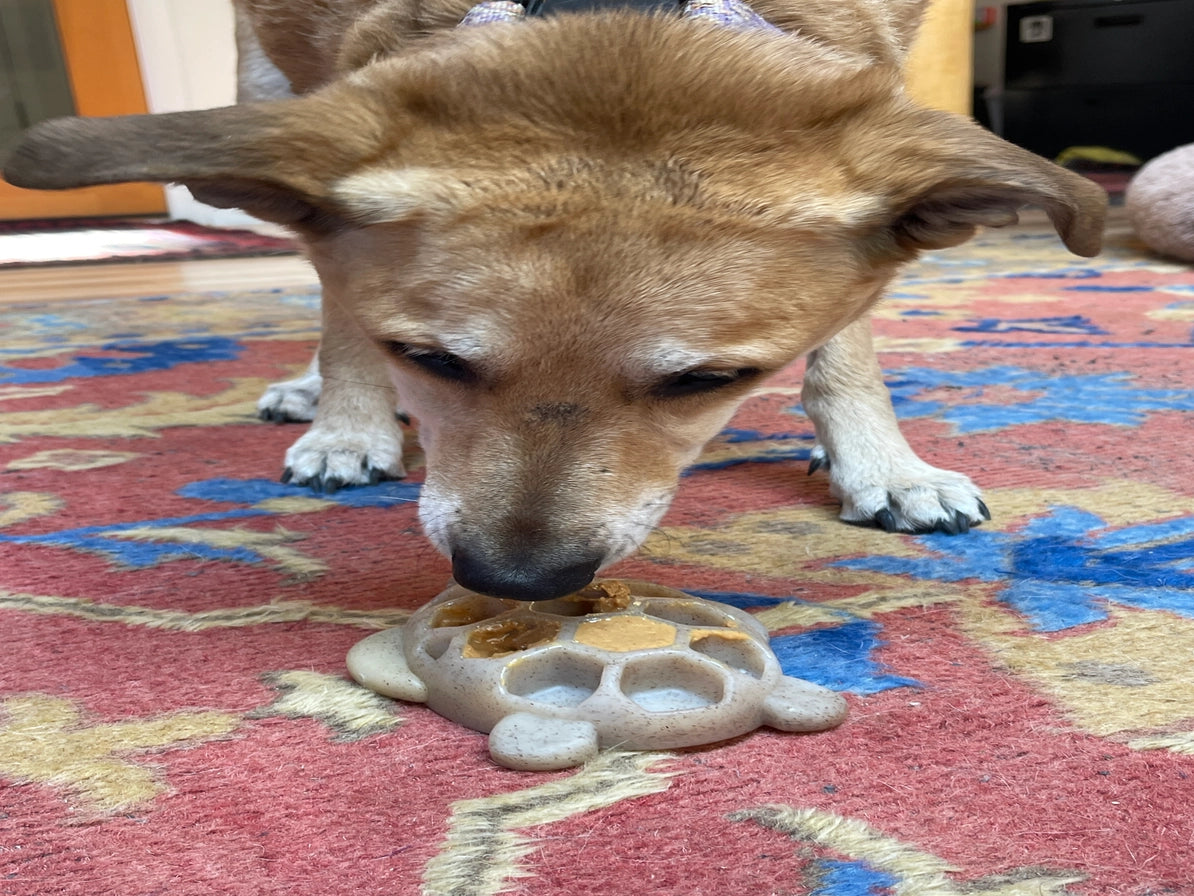 Turtle Durable Nylon Chew and Enrichment Toy