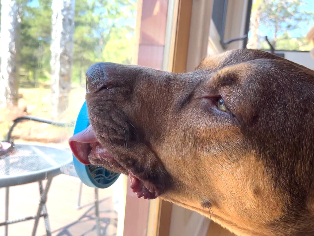 Turtle Emat-Mini Enrichment Lick Mat with Suction Cups