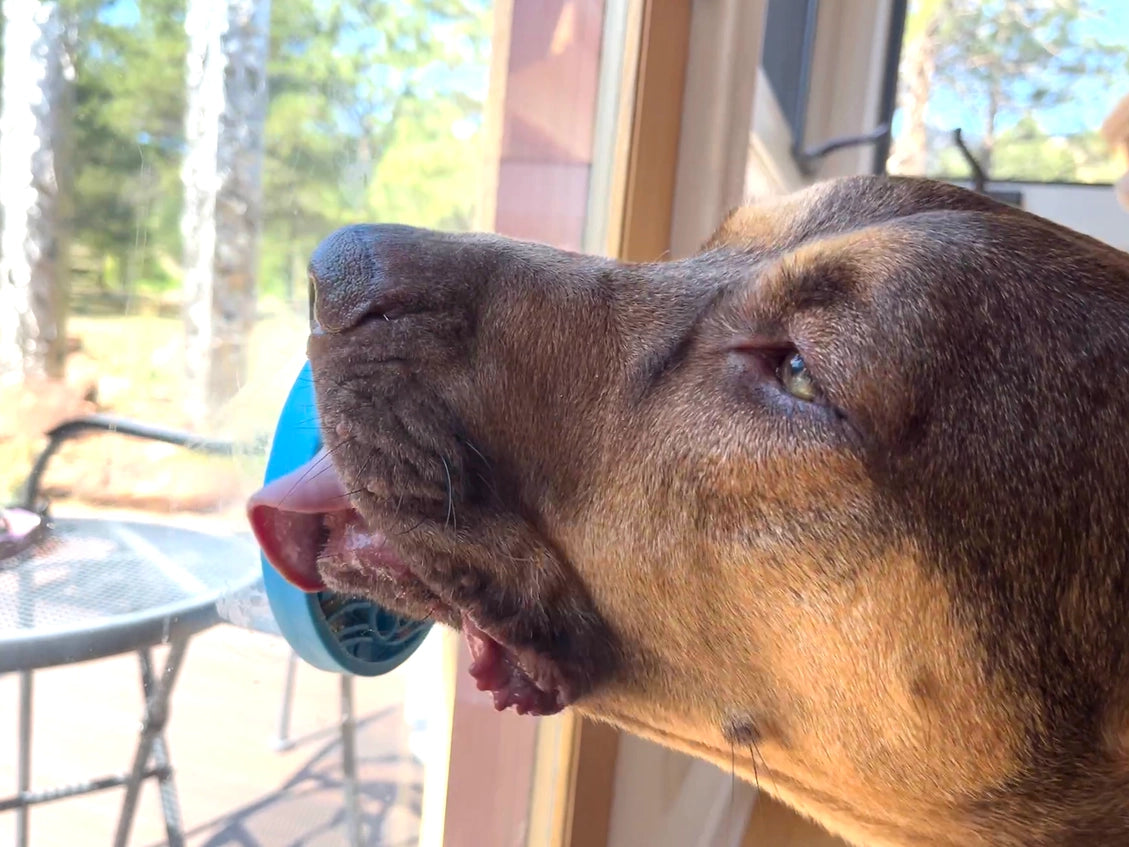 Turtle Emat-Mini Enrichment Lick Mat with Suction Cups