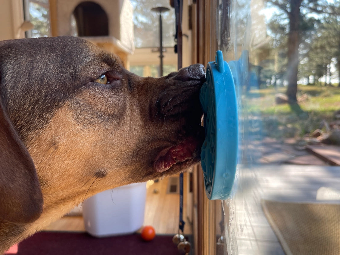 Turtle Emat-Mini Enrichment Lick Mat with Suction Cups